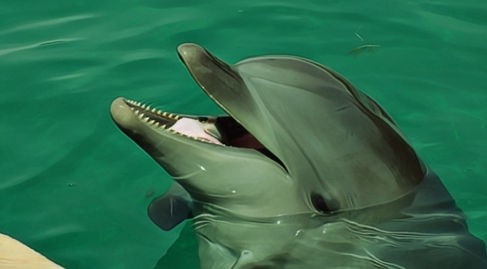 delfin gapira oladimi 65e6fc9c0060d