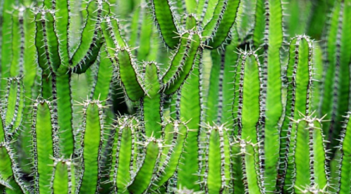 kaktusning bargi bormi 65e5bf667ae0f